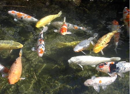 島根県＞津和野＞鯉の里